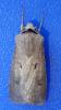 Agrotis exclamationis